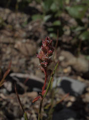 Polygonum majus