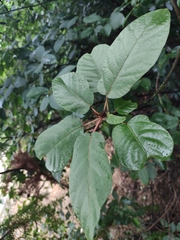 Ficus heteromorpha