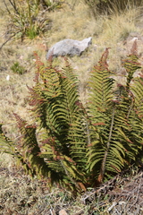 Polystichum speciosissimum