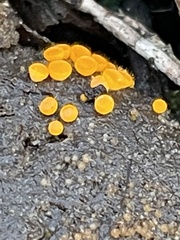 Cheilymenia raripila