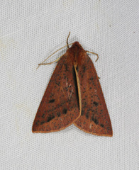 Cycloprorodes melanoxysta