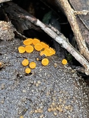 Cheilymenia raripila