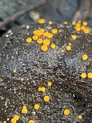 Cheilymenia raripila