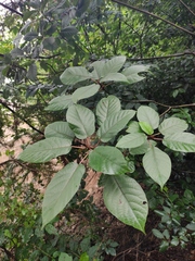 Ficus heteromorpha
