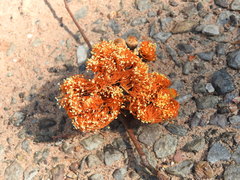 Eucalyptus miniata