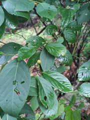 Lindera reflexa