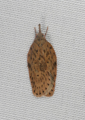Enchocrates picrophylla