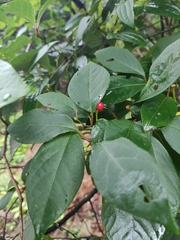 Lindera reflexa