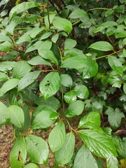 Lindera reflexa