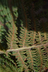 Polystichum speciosissimum