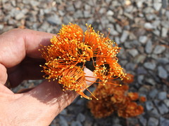 Eucalyptus miniata