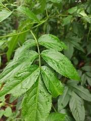 Sambucus williamsii