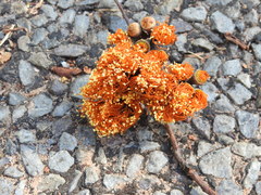 Eucalyptus miniata
