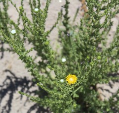 Grindelia oxylepis