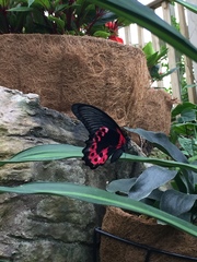 Papilio rumanzovia