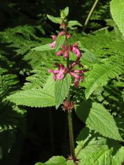 Stachys mexicana