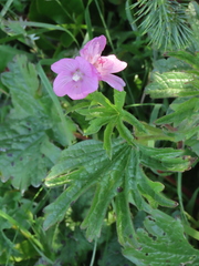 Sidalcea hirtipes