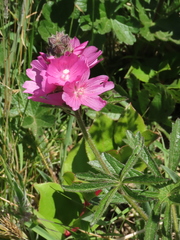 Sidalcea hirtipes