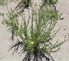 Grindelia oxylepis