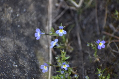 Porterella carnosula
