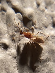 Camponotus festinatus