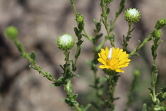 Grindelia oxylepis