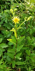 Silphium asteriscus latifolium