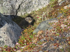 Lemmus trimucronatus
