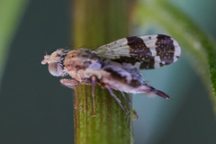 Tephritis rufipennis