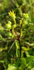 Silphium asteriscus latifolium