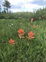 Castilleja miniata miniata