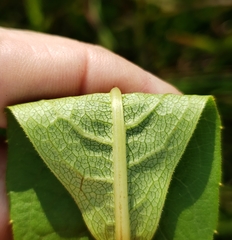 Silphium asteriscus latifolium