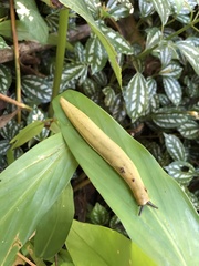 Vaginulus taunaisii
