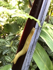 Vaginulus taunaisii