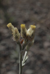 Pseudognaphalium microcephalum