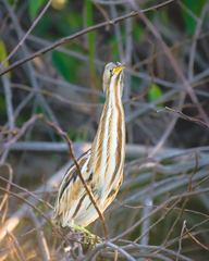 Ixobrychus involucris