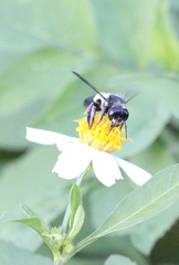 Megachile conjuncta