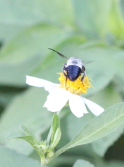 Megachile conjuncta