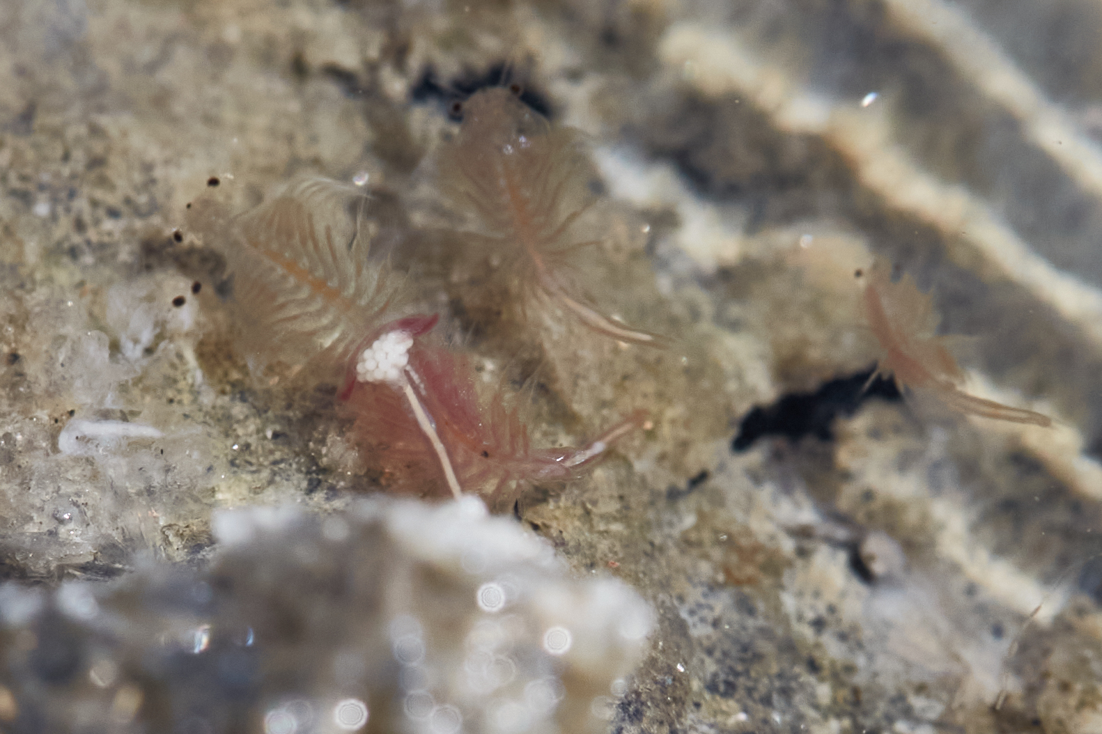Artemia monica Verrill, 1869