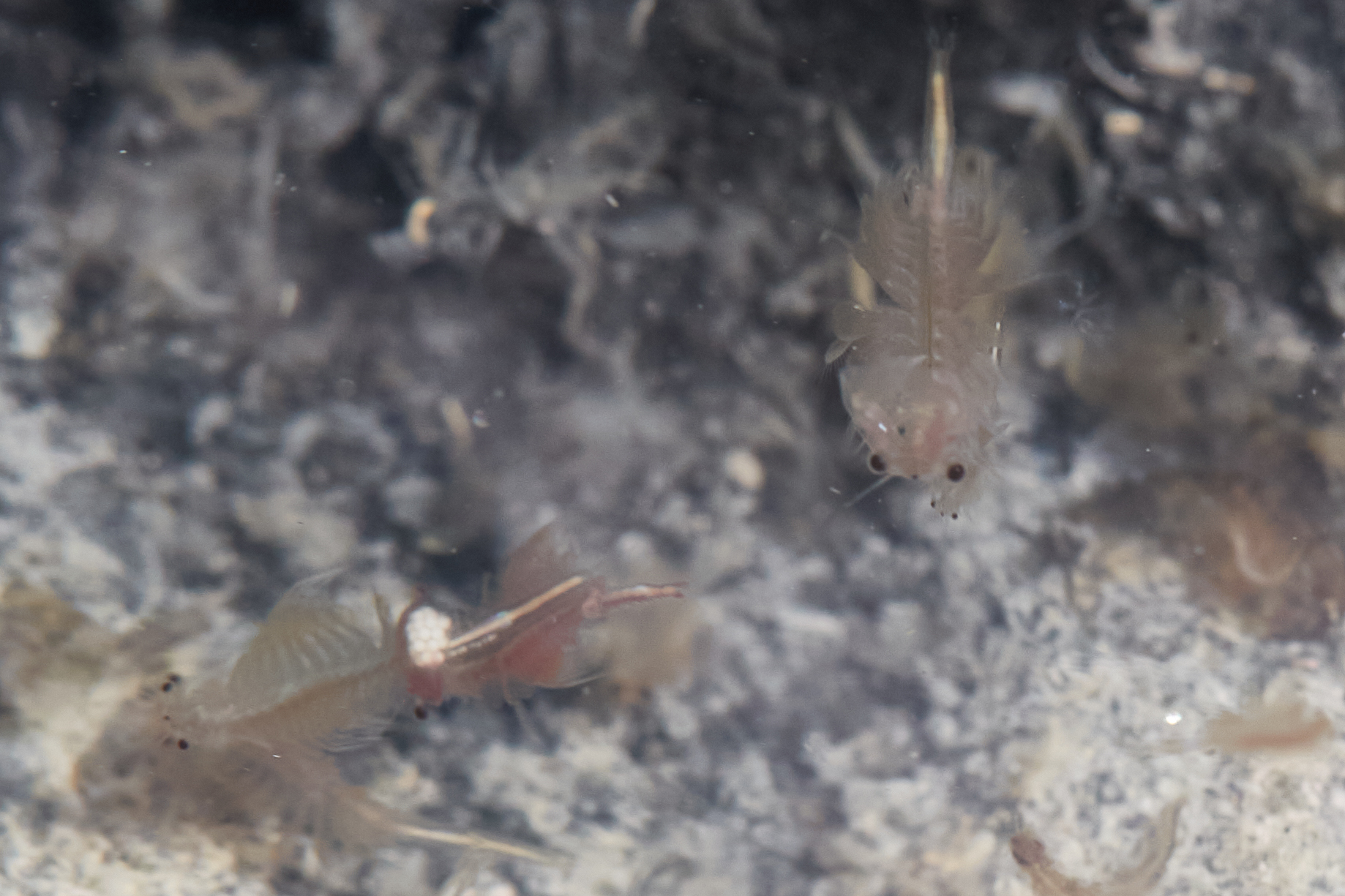 Artemia monica Verrill, 1869