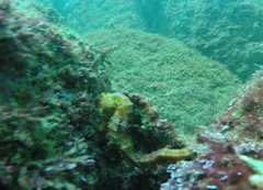 Hippocampus ingens