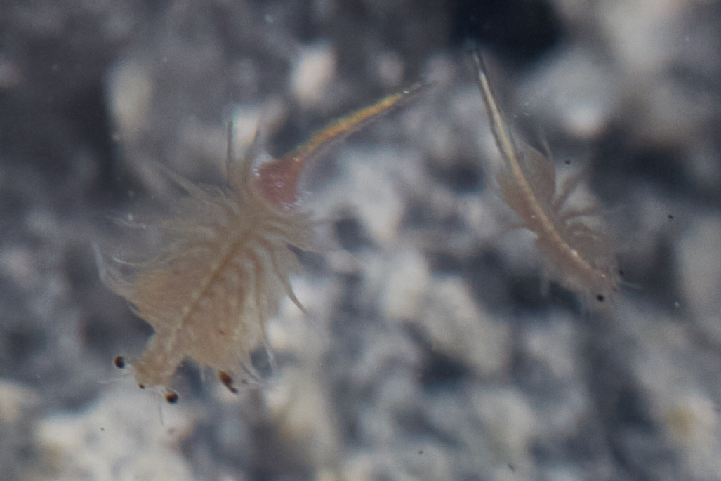 Artemia monica Verrill, 1869