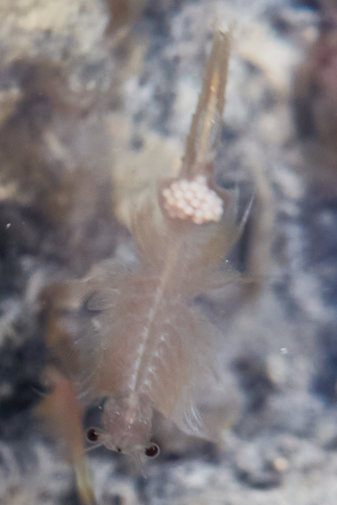 Artemia monica Verrill, 1869