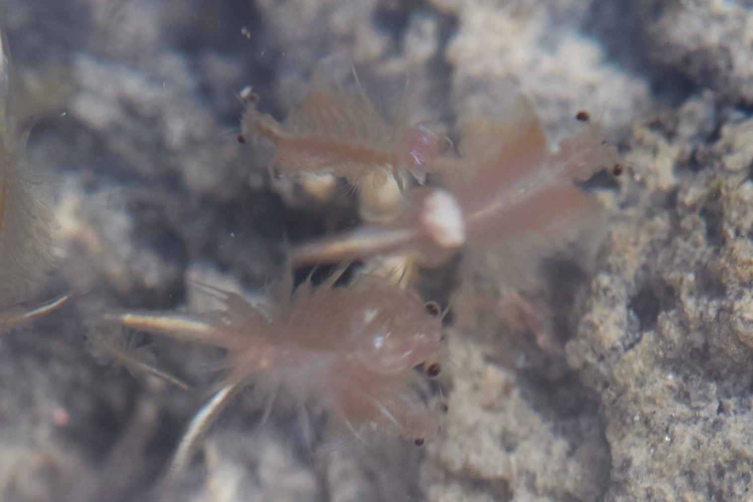 Artemia monica Verrill, 1869