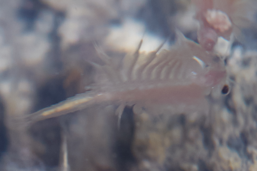Artemia monica Verrill, 1869