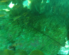 Panulirus inflatus