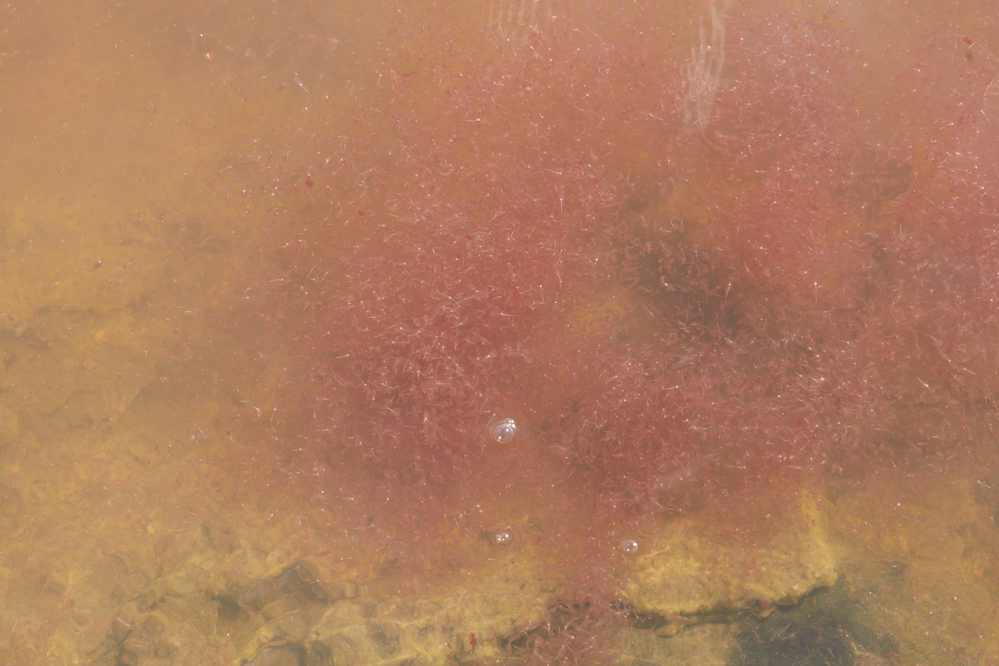 Artemia monica Verrill, 1869