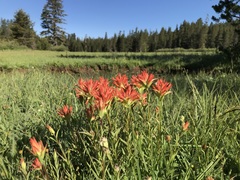 Castilleja miniata miniata