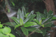 Ficus heteromorpha