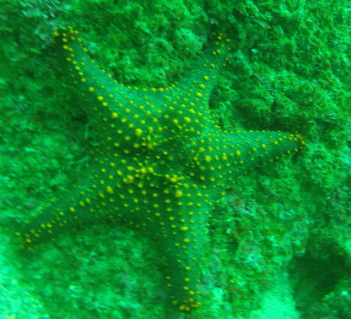 Panamic Cushion Star